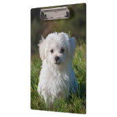Cute Fluffy White Maltese Puppy Dog Klembord (Links)