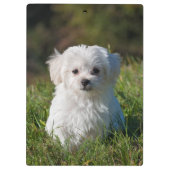 Cute Fluffy White Maltese Puppy Dog Klembord (Achterkant)