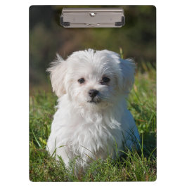 Cute Fluffy White Maltese Puppy Dog Klembord