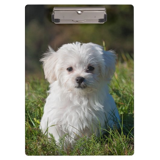 Cute Fluffy White Maltese Puppy Dog Klembord (Voorkant)