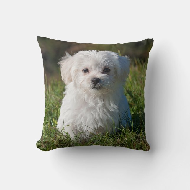 Cute Fluffy White Maltese Puppy Dog Kussen (Voorkant)