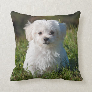 Cute Fluffy White Maltese Puppy Dog Kussen