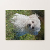 Cute Fluffy White Maltese Puppy Dog Legpuzzel (Horizontaal)