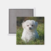 Cute Fluffy White Maltese Puppy Dog Magneet (Voorkant / Achterkant)