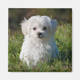 Cute Fluffy White Maltese Puppy Dog Magneet