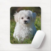 Cute Fluffy White Maltese Puppy Dog Muismat (Met muis)