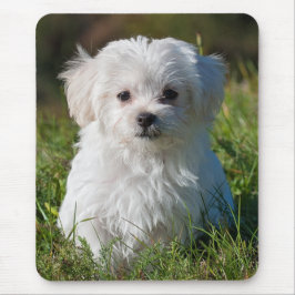 Cute Fluffy White Maltese Puppy Dog Muismat