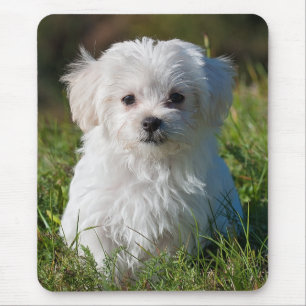 Cute Fluffy White Maltese Puppy Dog Muismat
