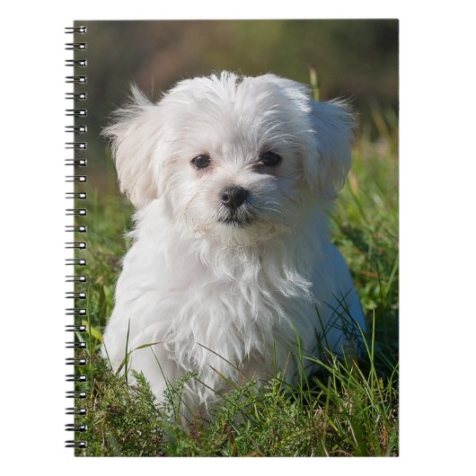 Cute Fluffy White Maltese Puppy Dog Notitieboek (Voorkant)