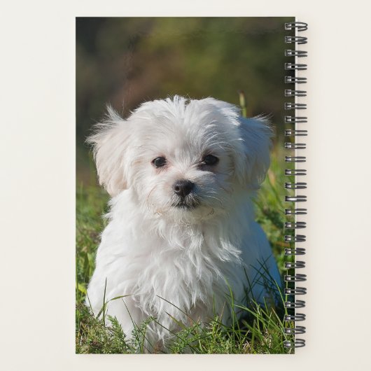 Cute Fluffy White Maltese Puppy Dog Planner (Achterkant)