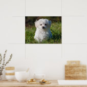 Cute Fluffy White Maltese Puppy Dog Poster (Keuken)