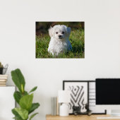 Cute Fluffy White Maltese Puppy Dog Poster (Thuiskantoor)
