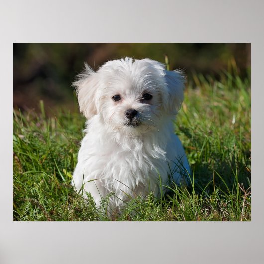 Cute Fluffy White Maltese Puppy Dog Poster (Voorkant)