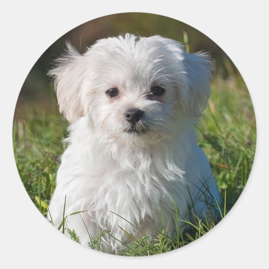 Cute Fluffy White Maltese Puppy Dog Ronde Sticker (Voorkant)