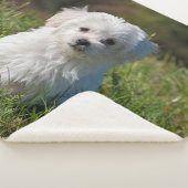 Cute Fluffy White Maltese Puppy Dog Sherpa Deken (3/4)