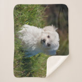 Cute Fluffy White Maltese Puppy Dog Sherpa Deken (Voorkant)
