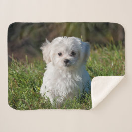Cute Fluffy White Maltese Puppy Dog Sherpa Deken