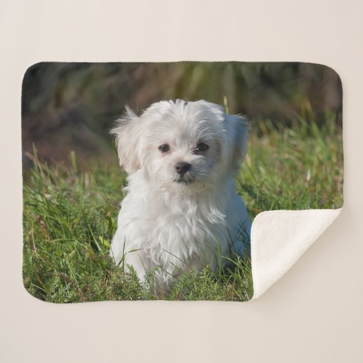 Cute Fluffy White Maltese Puppy Dog Sherpa Deken (Voorkant (horizontaal))