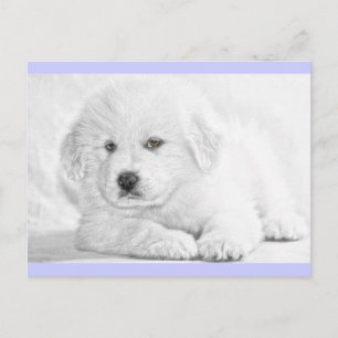 Cute Fluffy White Puppy Briefkaart