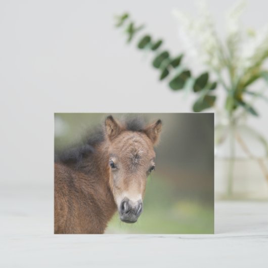 Cute Foal Baby Horse Briefkaart (Staand voorkant)