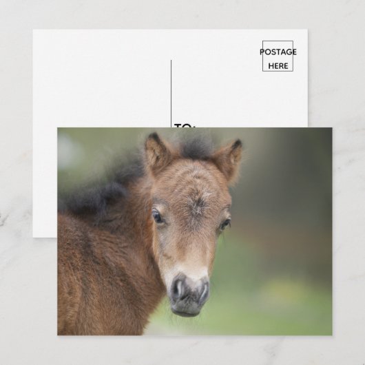 Cute Foal Baby Horse Briefkaart (Voorkant / Achterkant)