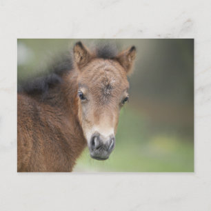 Cute Foal Baby Horse Briefkaart