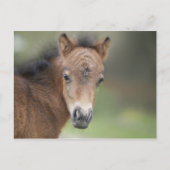 Cute Foal Baby Horse Briefkaart (Voorkant)