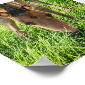 Cute Foal Baby Horses Poster (Hoek)