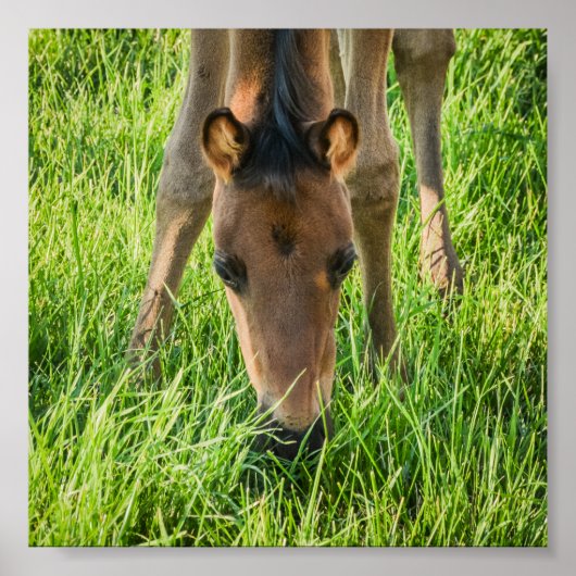 Cute Foal Baby Horses Poster (Voorkant)