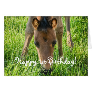 Cute Foal Horse Animals Happy Birthday