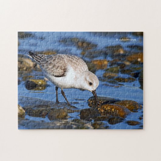 Cute Foraging Sanderling Sandpiper op winterstrand Legpuzzel (Horizontaal)