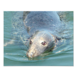 Cute foto van zeehond, van Cape Cod Chatham Pier Afdruk