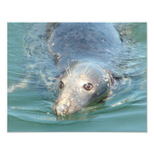 Cute foto van zeehond, van Cape Cod Chatham Pier Afdruk