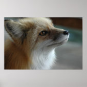 Cute Fox Face Poster (Voorkant)