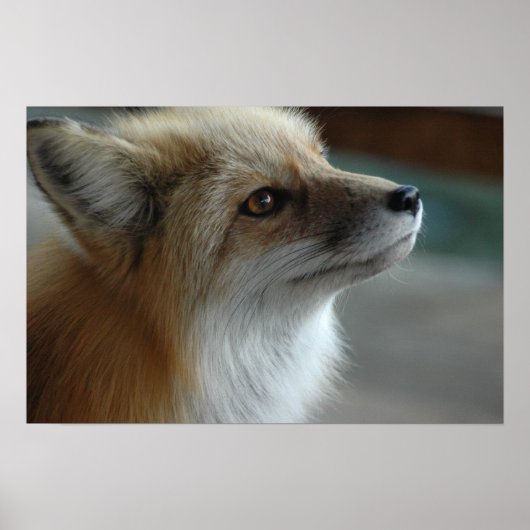 Cute Fox Face Poster (Voorkant)