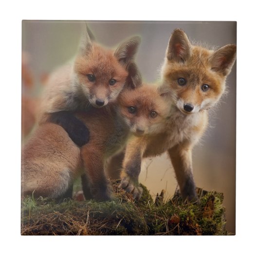 Cute Fox Family Tegeltje (Voorkant)