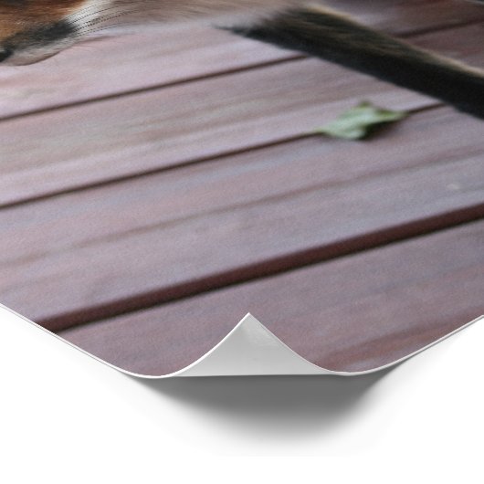 Cute Fox Photo Gezegde Poster (Hoek)