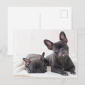 Cute French Bulldog Briefkaart (Voorkant / Achterkant)