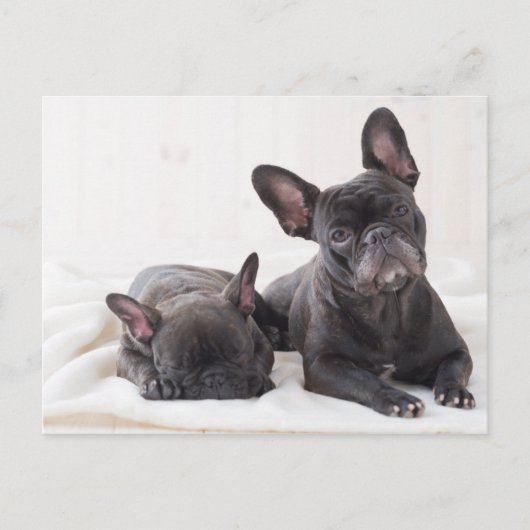 Cute French Bulldog Briefkaart (Voorkant)