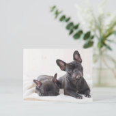 Cute French Bulldog Briefkaart (Staand voorkant)