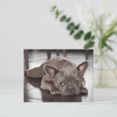 Cute French Bulldog Dog Photo Briefkaart (Staand voorkant)