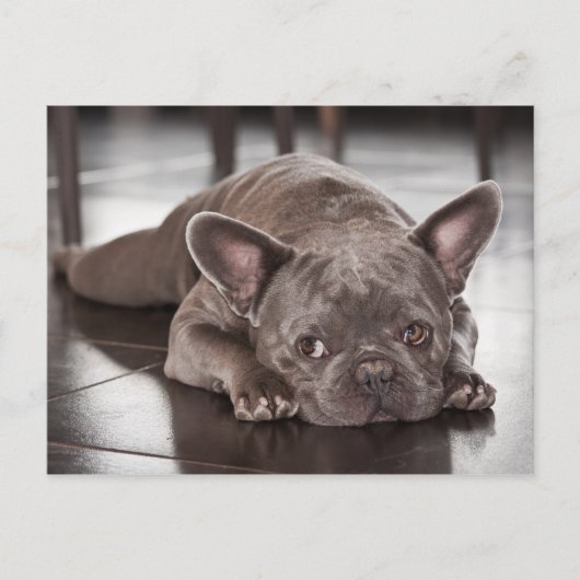Cute French Bulldog Dog Photo Briefkaart (Voorkant)