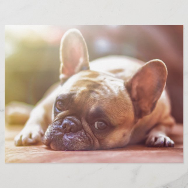 Cute French Bulldog Face, neergaande (Voorkant)