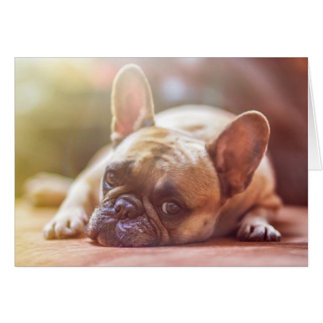 Cute French Bulldog Face, neergaande (Voorkant Horizontaal)