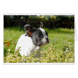 Cute French bulldog op gras