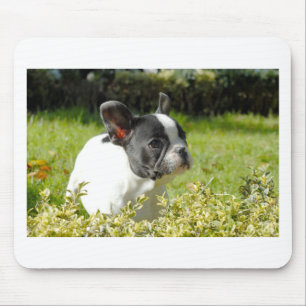Cute French bulldog op gras Muismat