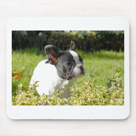 Cute French bulldog op gras Muismat (Voorkant)