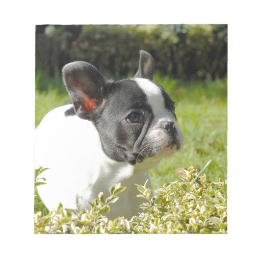 Cute French bulldog op gras Notitieblok (Voorkant)