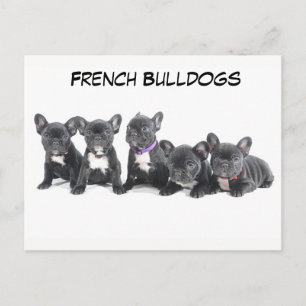 Cute French Bulldog Puppies Briefkaart