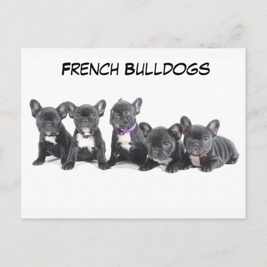 Cute French Bulldog Puppies Briefkaart (Voorkant)